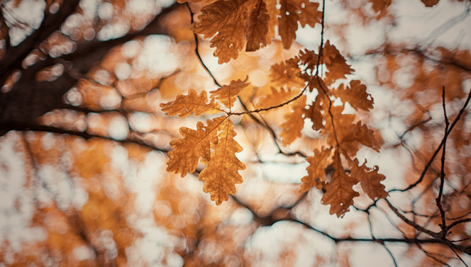 Lovely Autumn package